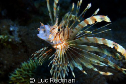 Lionfish by Luc Rooman 